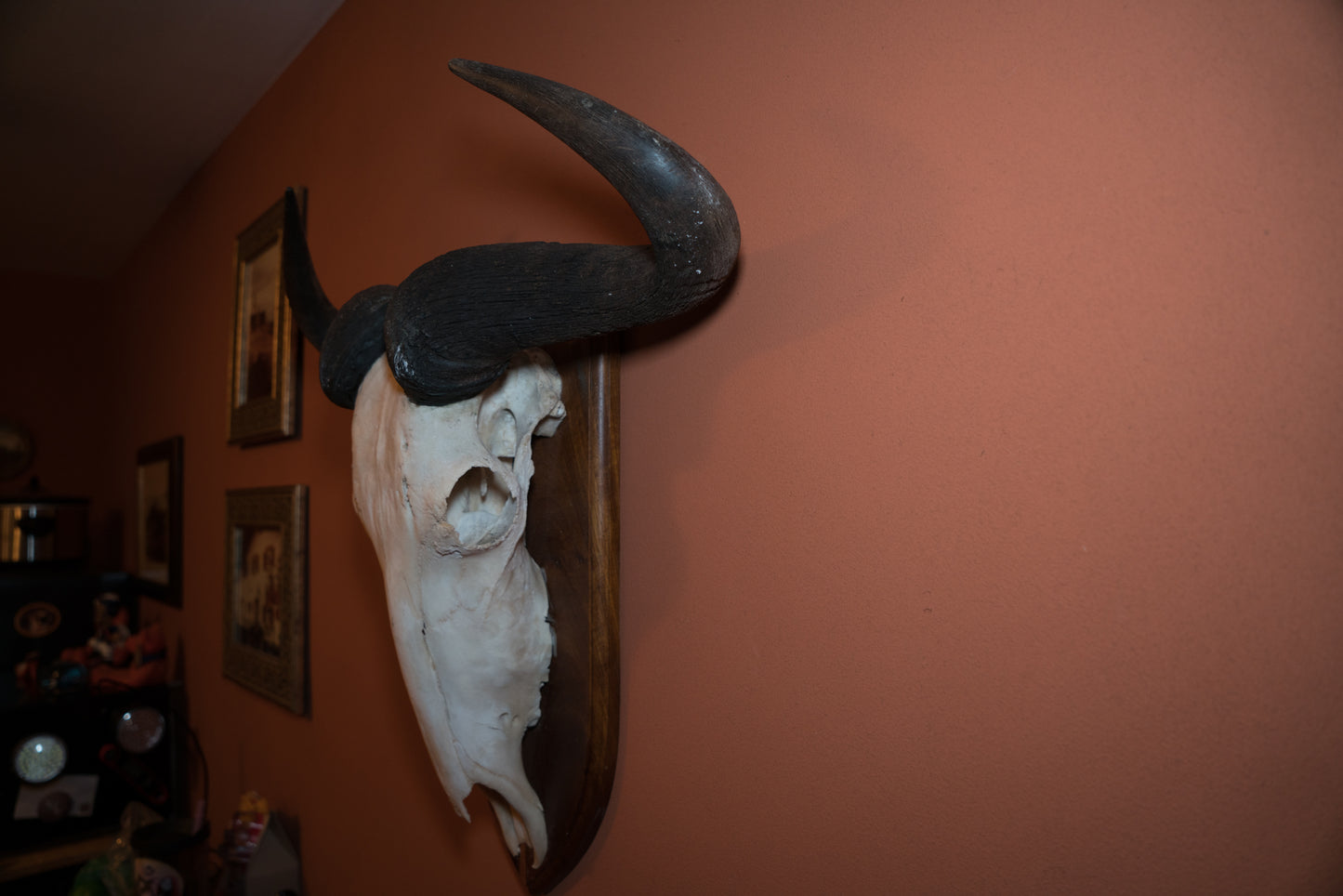 Huge White Bearded Wildebeest Skull Taxidermy