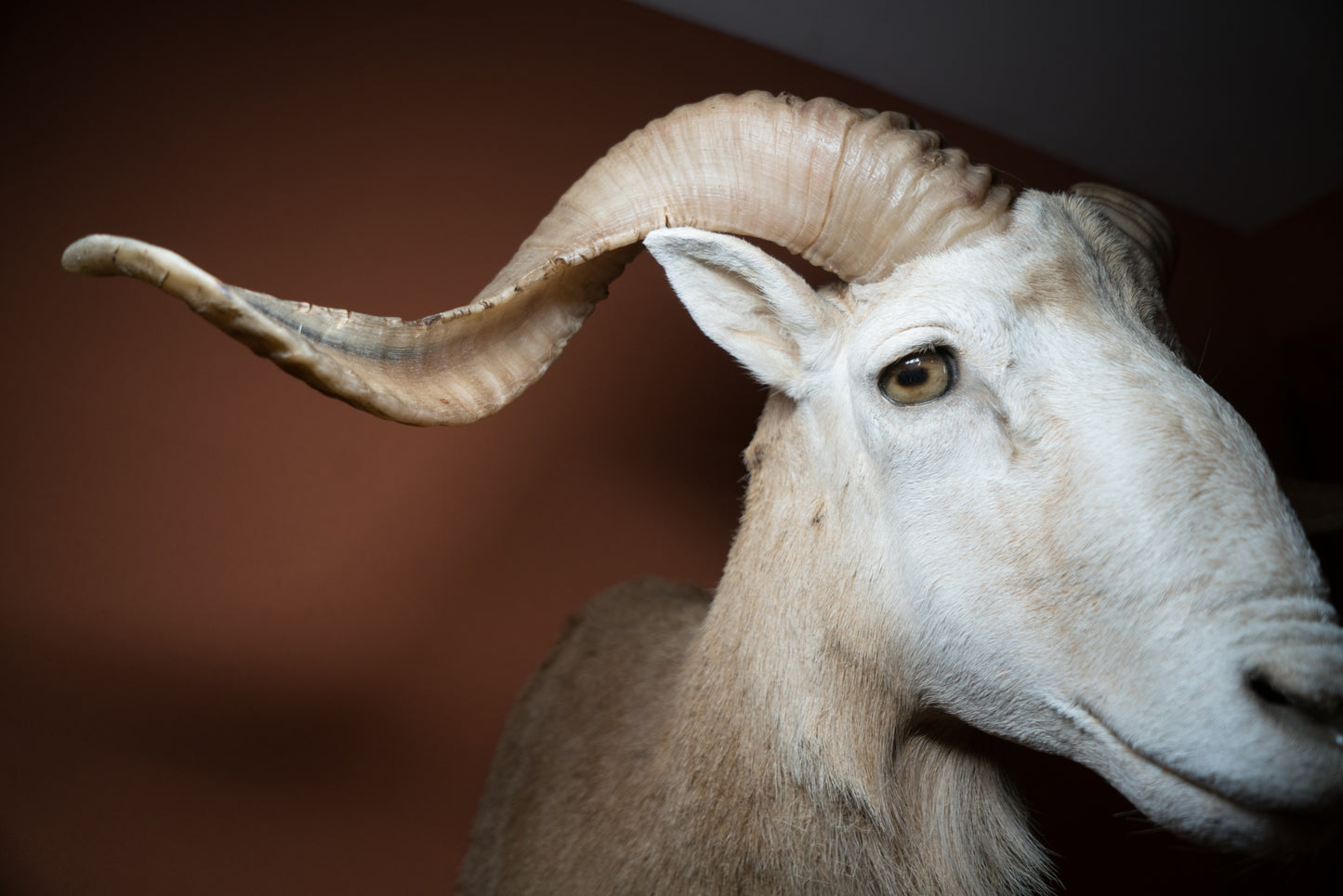 Texas Dall Ram Sheep Shoulder Mount Taxidermy