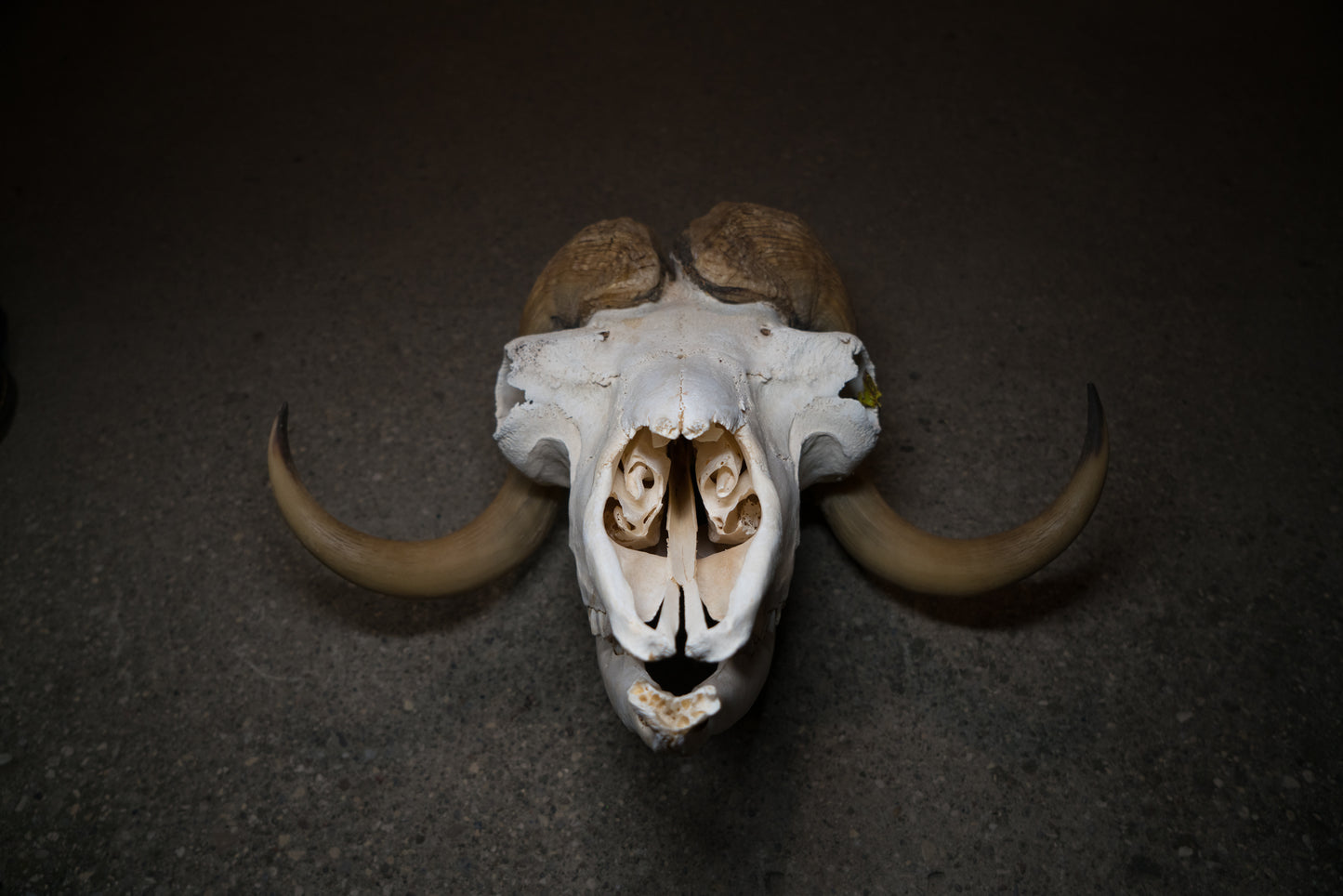 Arctic Muskox Skull