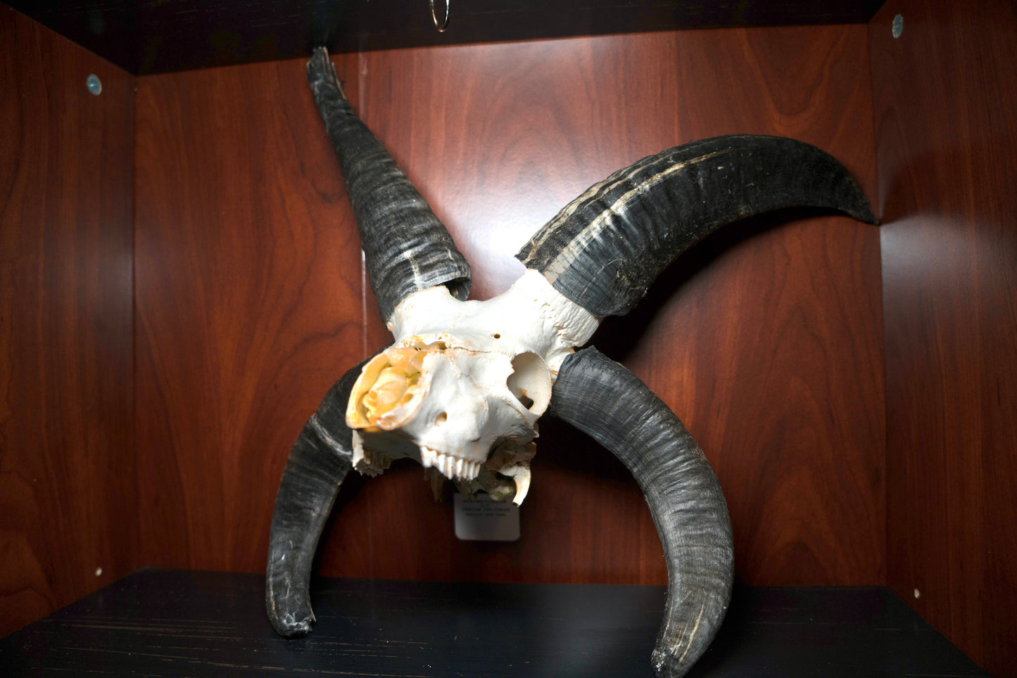 Huge Jacobs Ram Skull