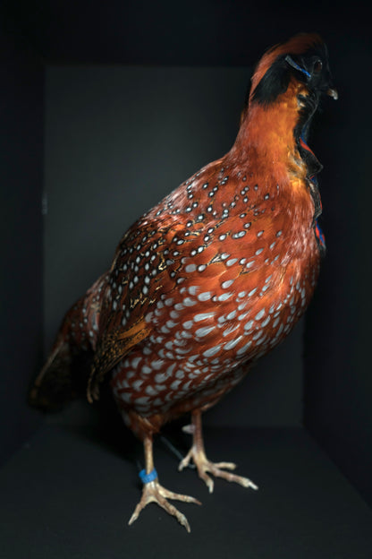 Satyr Tragopan Full Body Mount