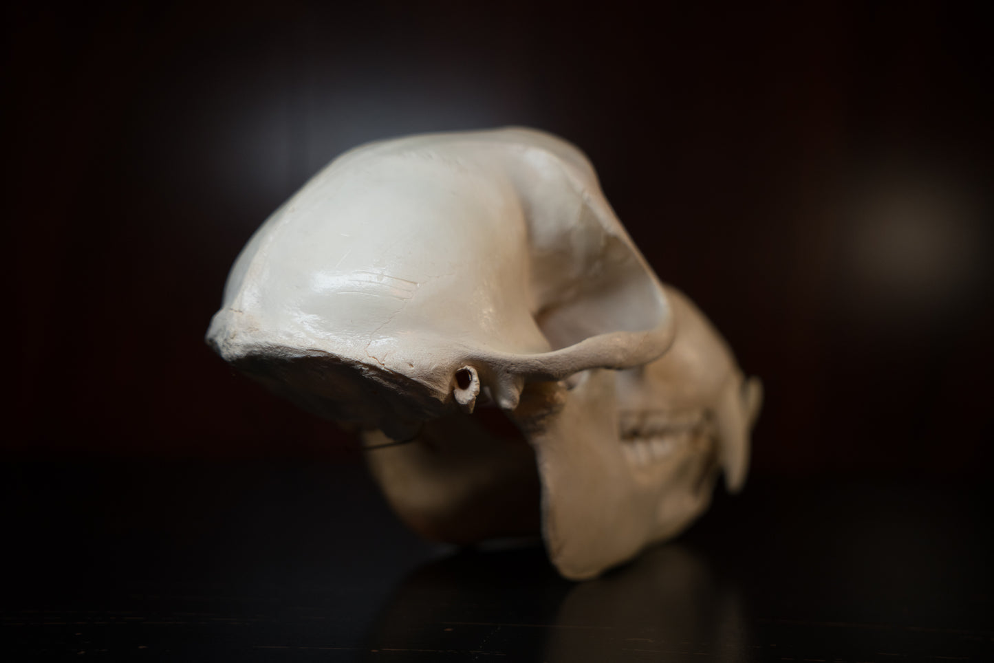 Real Olive Baboon Skull Taxidermy with Huge Canines