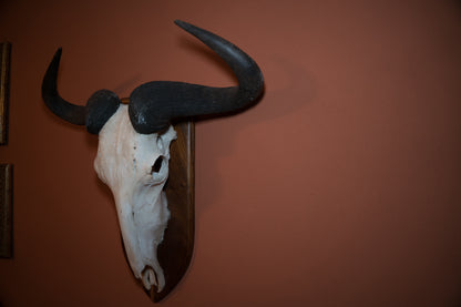 Huge White Bearded Wildebeest Skull Taxidermy