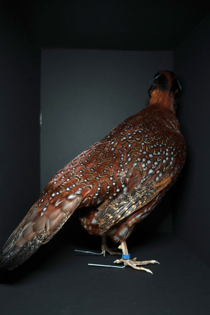 Satyr Tragopan Full Body Mount