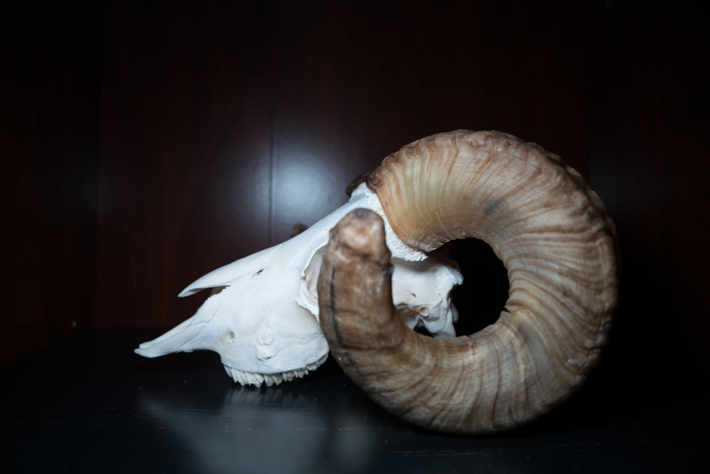 Real Icelandic Ram Sheep Skull Taxidermy Real Bone