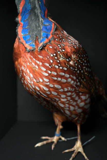 Satyr Tragopan Full Body Mount