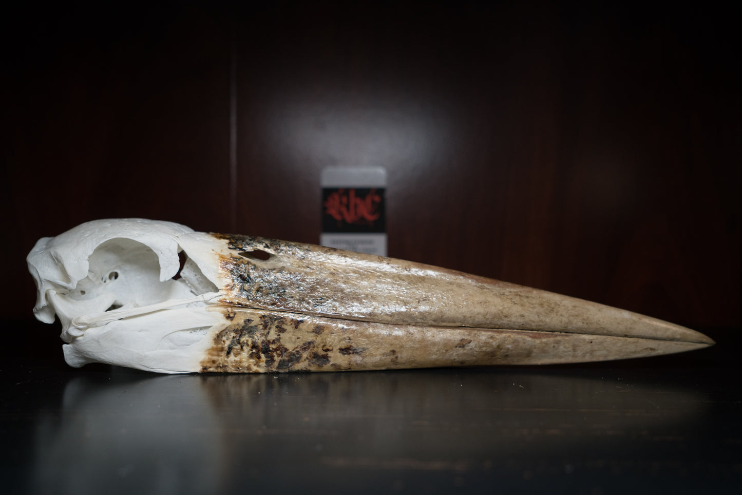 Beautiful Real African Marabou Stork Skull Taxidermy