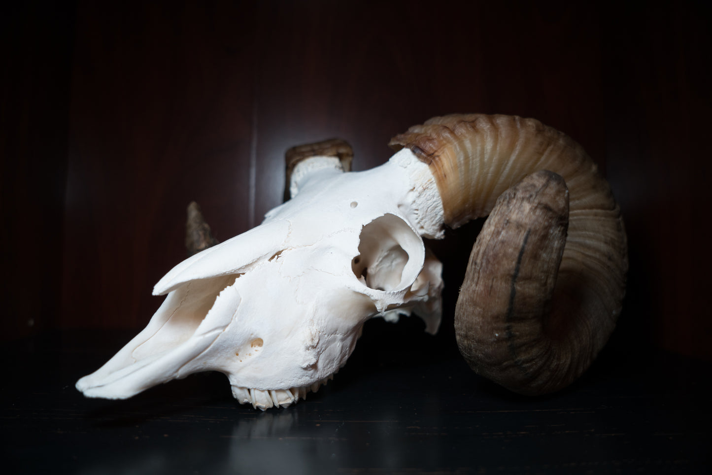 Real Icelandic Ram Sheep Skull Taxidermy Real Bone