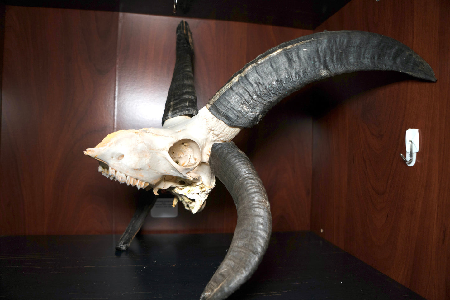 Huge Jacobs Ram Skull