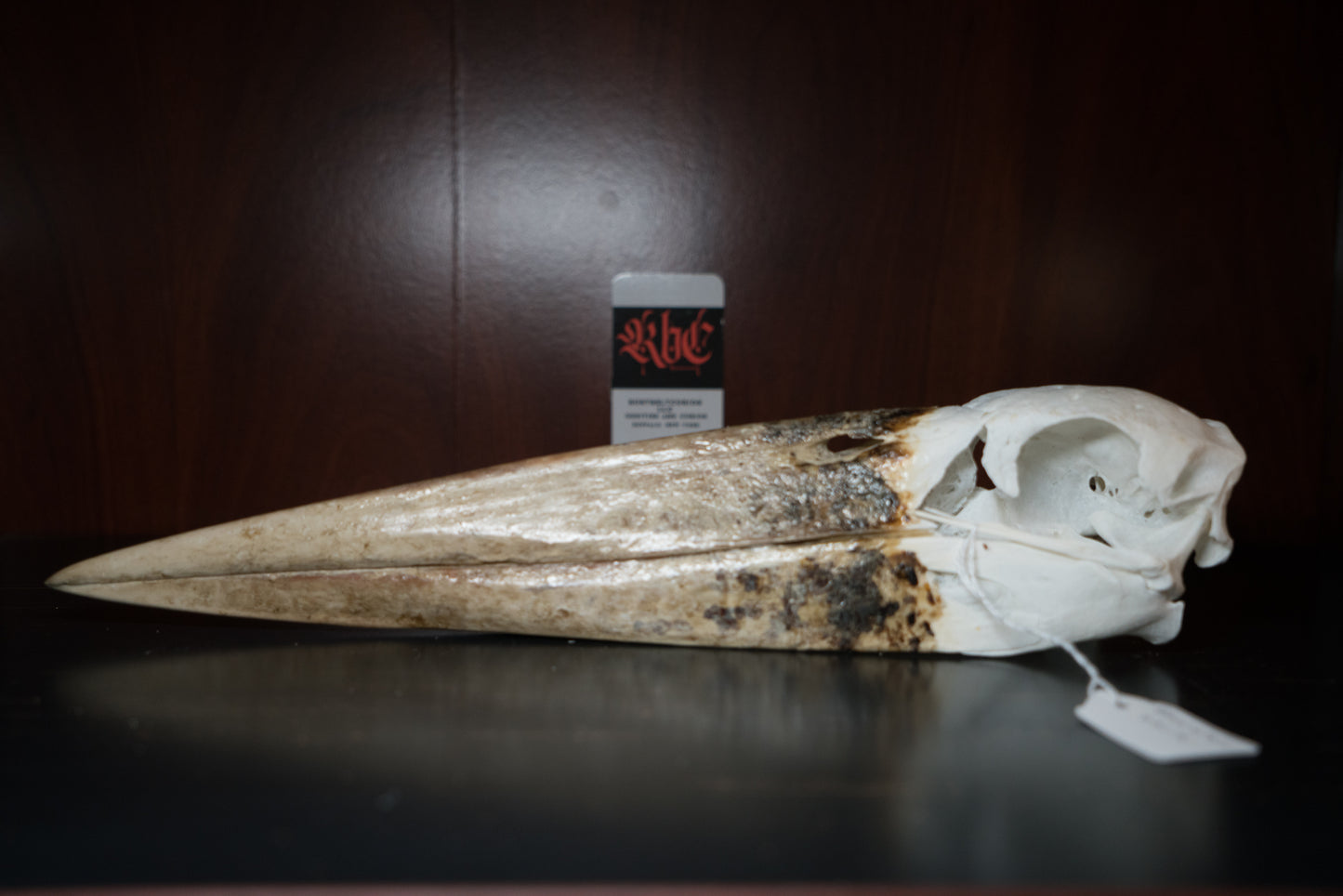 Beautiful Real African Marabou Stork Skull Taxidermy