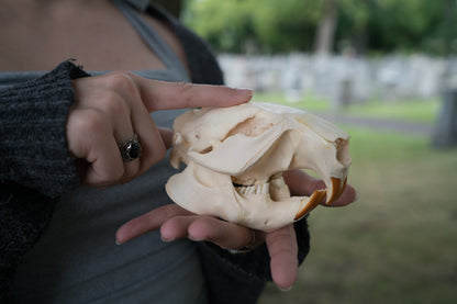 North American Beaver Skull (Castor canadensis)