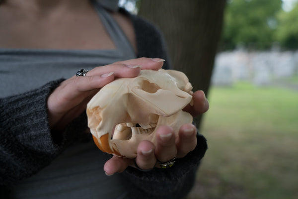 North American Beaver Skull (Castor canadensis)