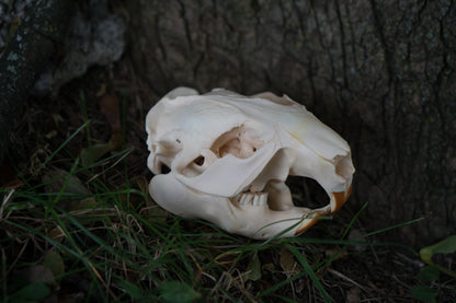 North American Beaver Skull (Castor canadensis)