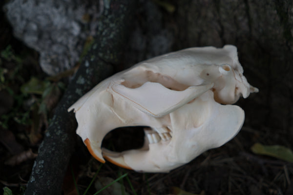 North American Beaver Skull (Castor canadensis)