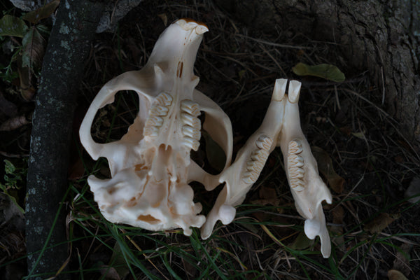 North American Beaver Skull (Castor canadensis)