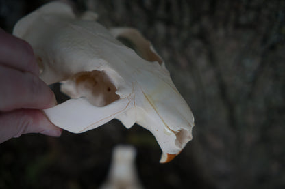 North American Beaver Skull (Castor canadensis)