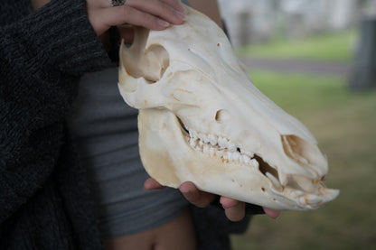 Wild Hog Skull (Sus Scrofa)