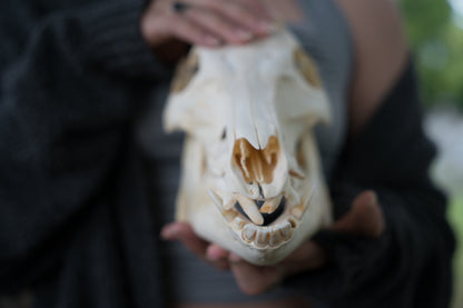 Wild Hog Skull (Sus Scrofa)