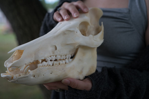 Wild Hog Skull (Sus Scrofa)