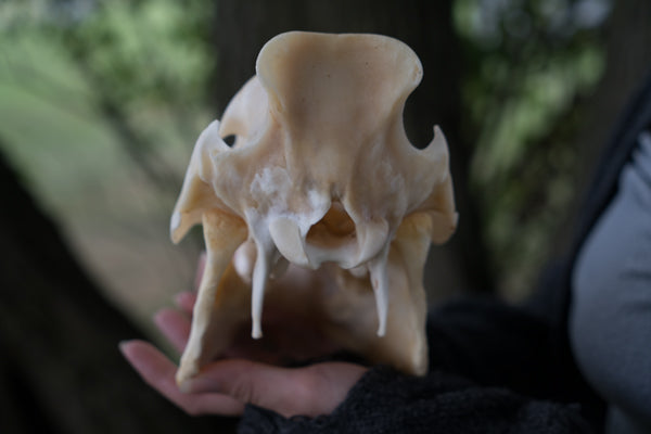 Wild Hog Skull (Sus Scrofa)