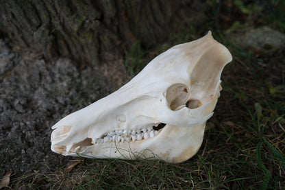 Wild Hog Skull (Sus Scrofa)