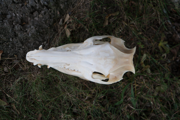 Wild Hog Skull (Sus Scrofa)