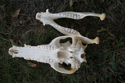 Wild Hog Skull (Sus Scrofa)