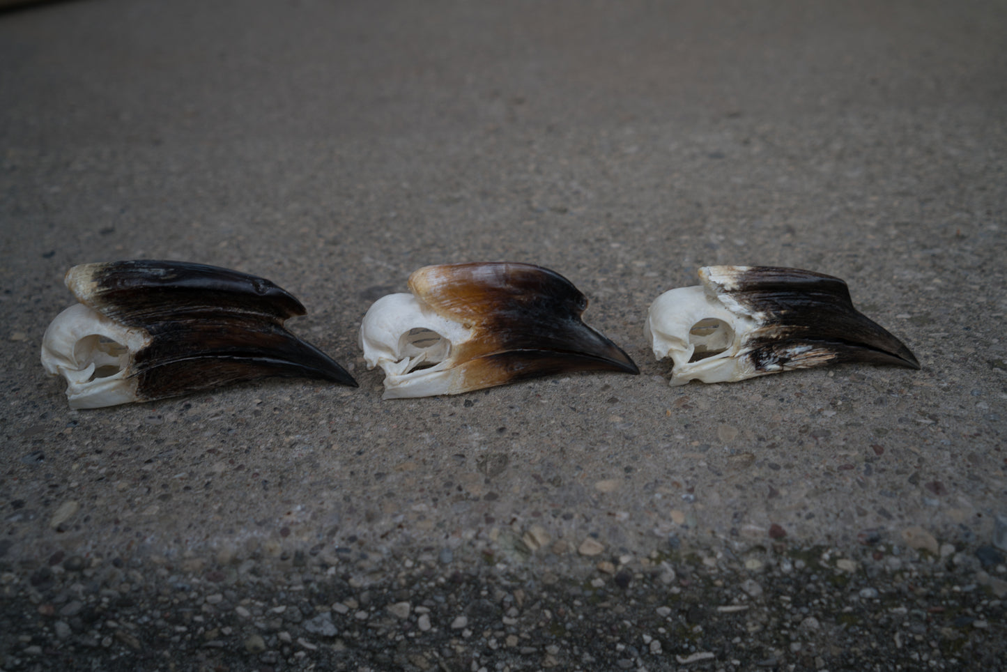 Real Trumpeter Hornbill Skull 3Pk Taxidermy Educational Set Male Female Juvenile