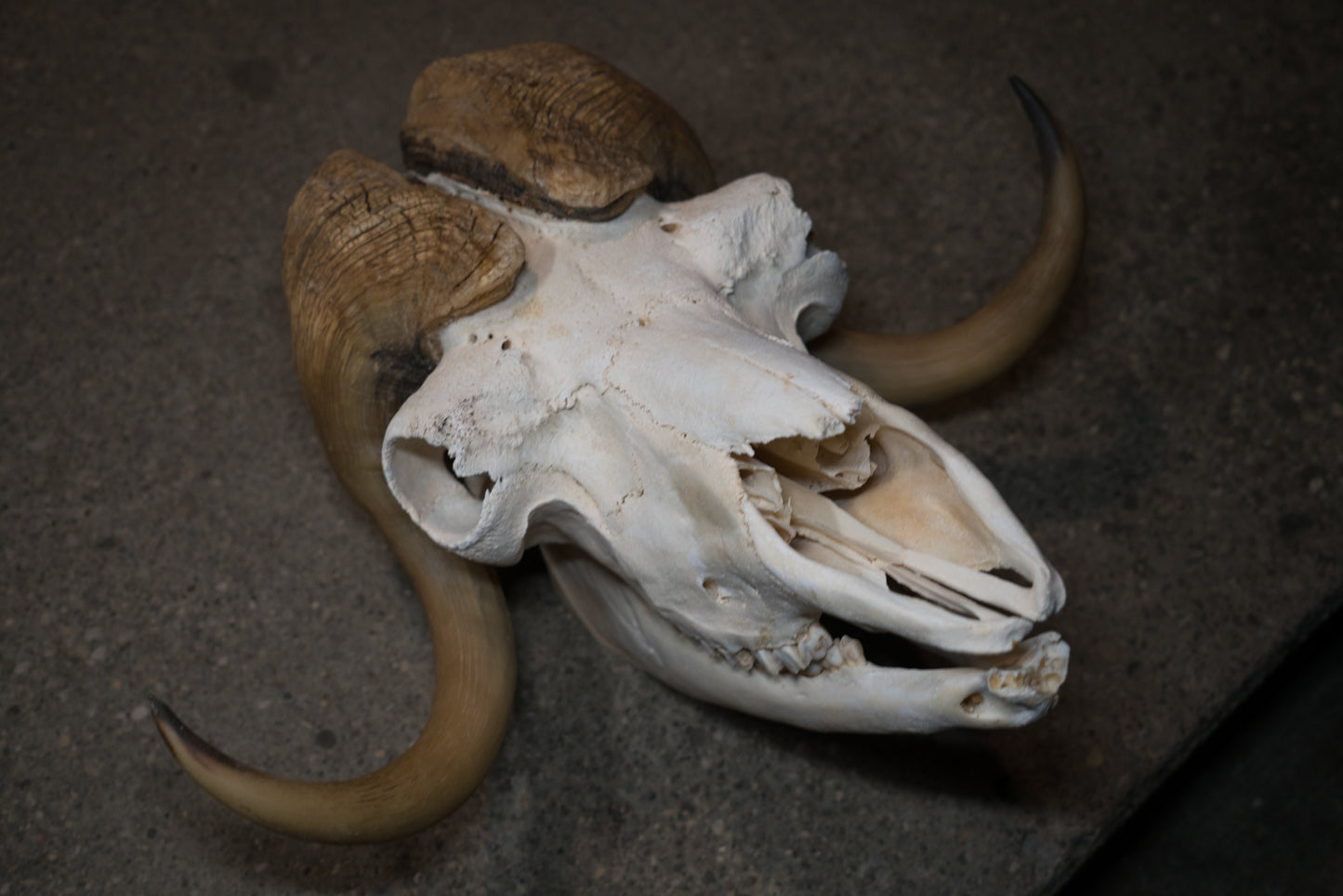 Arctic Muskox Skull