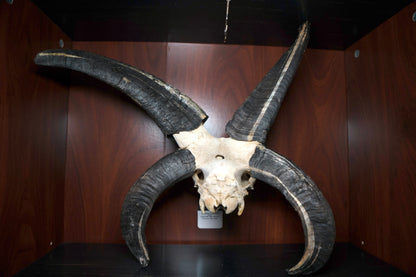 Huge Jacobs Ram Skull