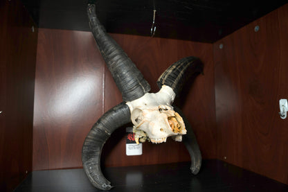 Huge Jacobs Ram Skull