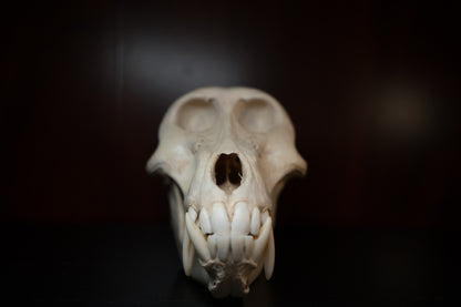 Real Olive Baboon Skull Taxidermy with Huge Canines