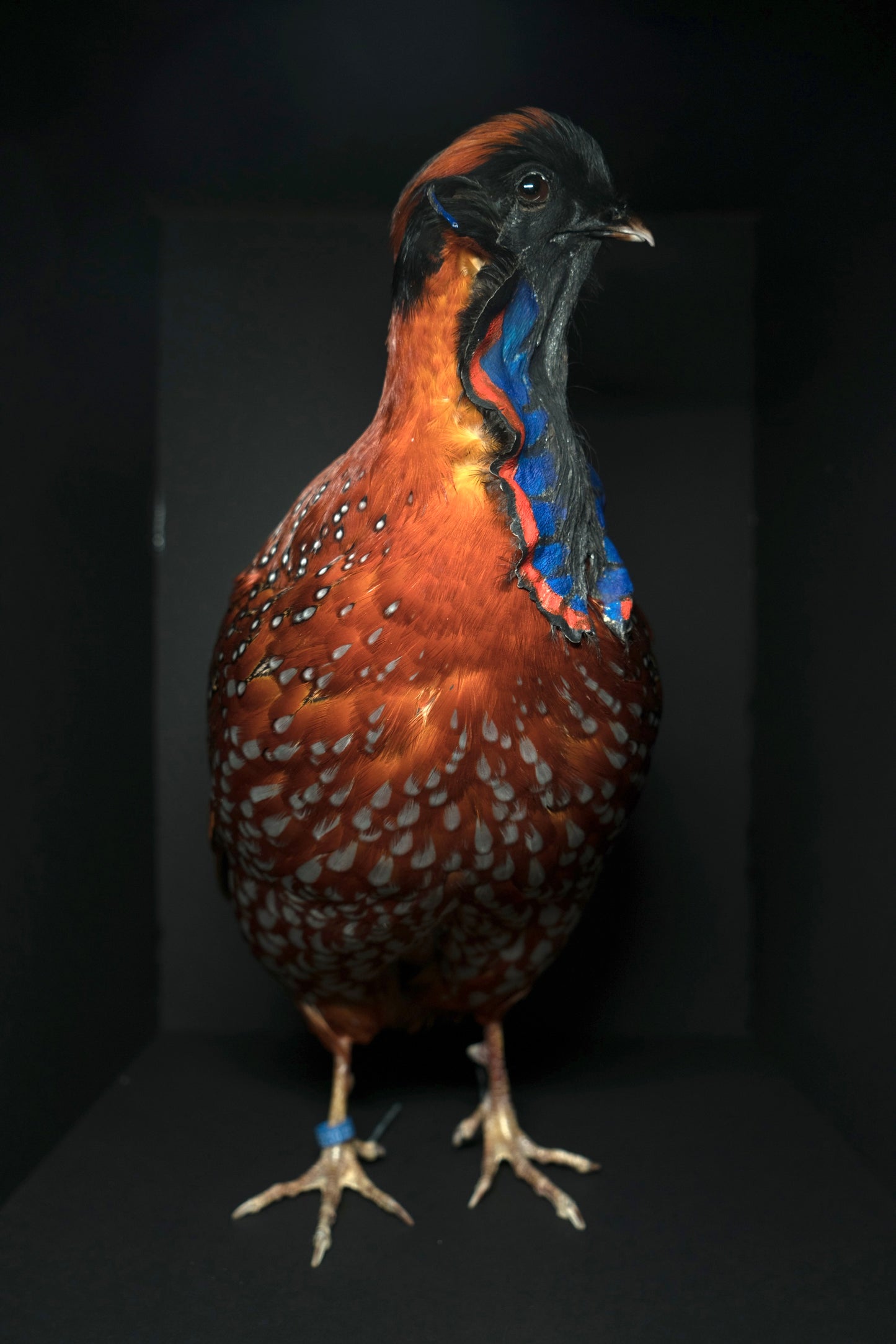 Satyr Tragopan Full Body Mount