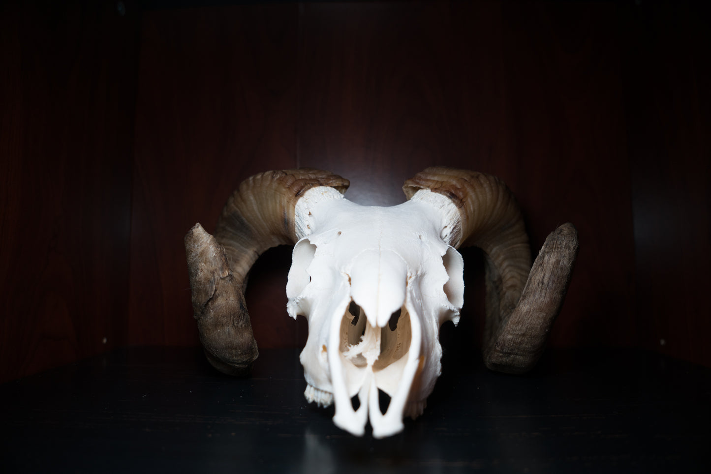 Real Icelandic Ram Sheep Skull Taxidermy Real Bone