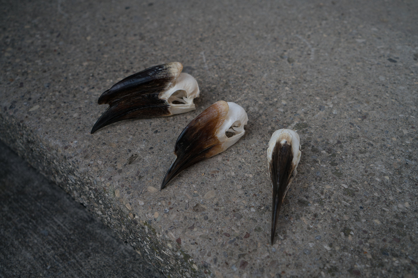 Real Trumpeter Hornbill Skull 3Pk Taxidermy Educational Set Male Female Juvenile