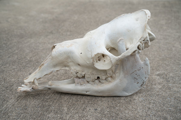 Dromedary Camel Skull