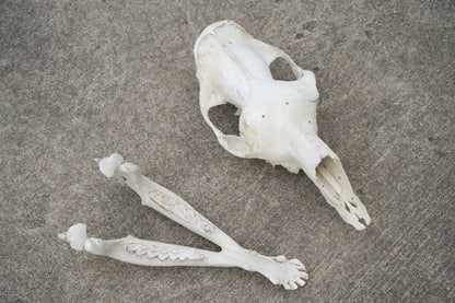 Dromedary Camel Skull