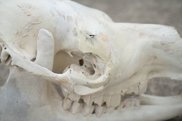 Dromedary Camel Skull