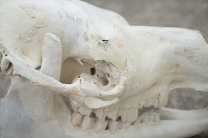 Dromedary Camel Skull