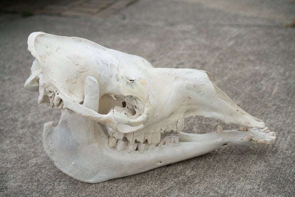 Dromedary Camel Skull