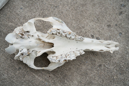 Dromedary Camel Skull