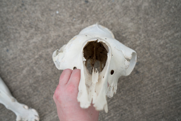 Dromedary Camel Skull