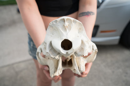 Dromedary Camel Skull