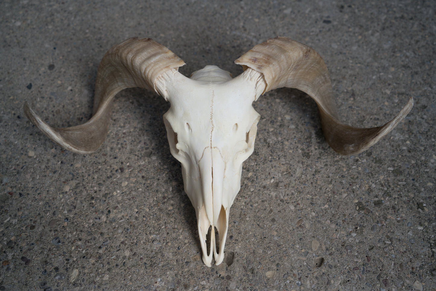 Real African Merino Ram Sheep Skull With 17 Inch Blonde Curled Horns Taxidermy