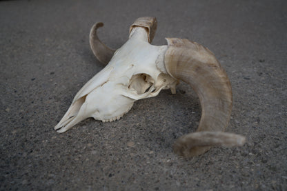 Real African Merino Ram Sheep Skull With 17 Inch Blonde Curled Horns Taxidermy