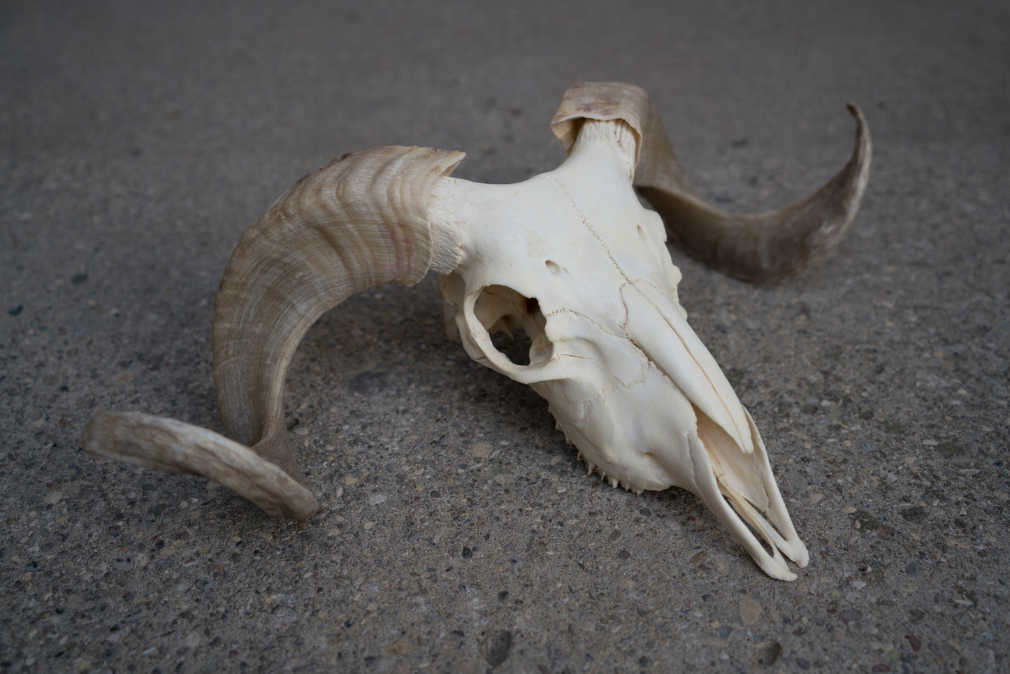 Real African Merino Ram Sheep Skull With 17 Inch Blonde Curled Horns Taxidermy