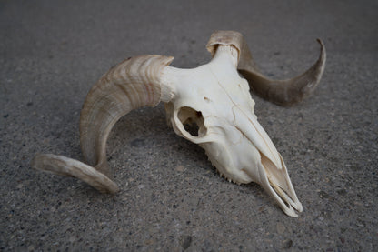 Real African Merino Ram Sheep Skull With 17 Inch Blonde Curled Horns Taxidermy