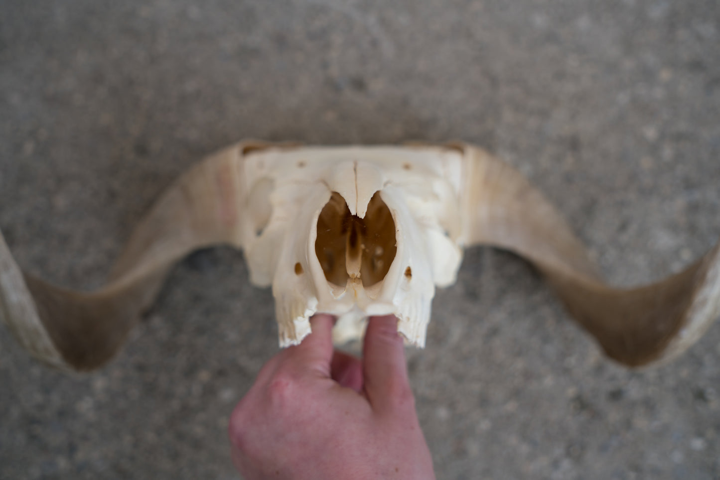 Real African Merino Ram Sheep Skull With 17 Inch Blonde Curled Horns Taxidermy