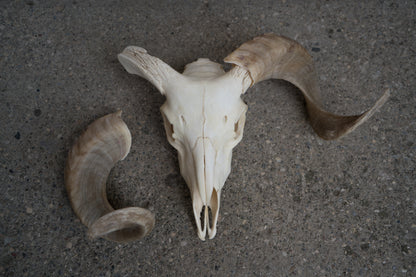 Real African Merino Ram Sheep Skull With 17 Inch Blonde Curled Horns Taxidermy