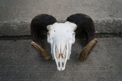 Huge Real Natural Domestic Ram Sheep Skull Taxidermy With 28” Dark Curled Horns